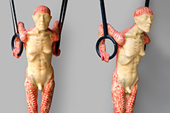 Lifesize Wax - Lebensgross Wachs